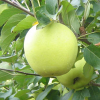 China Leverancier Golden Delicious Apple Voor Verkoop