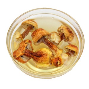 Detan seco <span class=keywords><strong>seta</strong></span> <span class=keywords><strong>Agaricus</strong></span> blazei exportación - Product Image 2