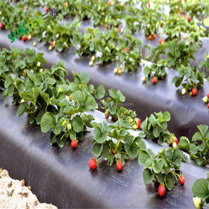 Films plastiques agricoles noirs de 30 microns avec trous, rouleaux de film de couverture agricole <span class=keywords><strong>en</strong></span> LDPE - Product Image 3