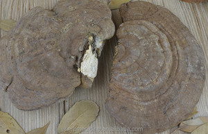 Hotsale funghi sfusi crudi essiccati bene <span class=keywords><strong>Ganoderma</strong></span> applanatum in vendita - Product Image 2