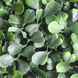 Hàng Rào Lá Gỗ Hoàng Dương Nhân Tạo JS, Tấm Tường Hàng Rào Cỏ Nhân Tạo - Product Image 3