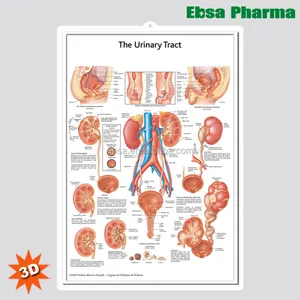 التعليمية البلاستيك 3D الطبية المسالك البولية التشريحية الرسوم البيانية الجدار/ملصق