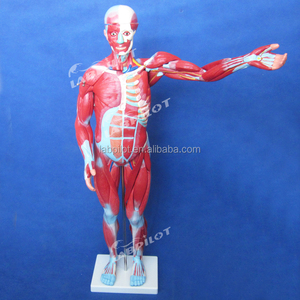 Modèle complet d'anatomie, Muscle <span class=keywords><strong>humain</strong></span> avec organes internes, Mannequin torse - Product Image 4