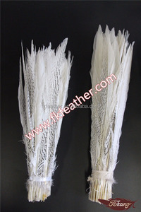 Các Gà Lôi Trắng Đuôi Lông Cần Bán - Product Image 2