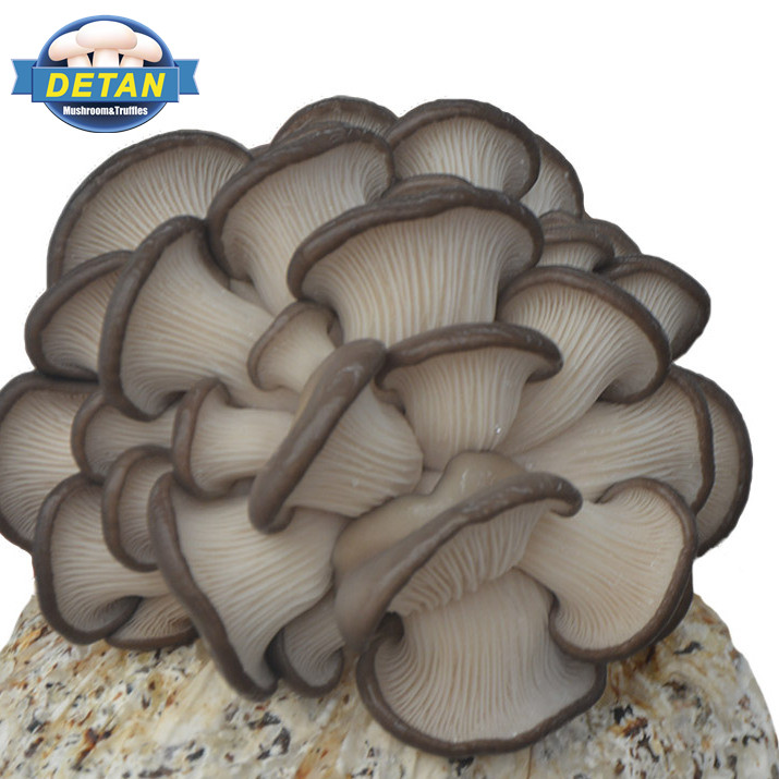 Detan White Устрица Mushroom Spawn