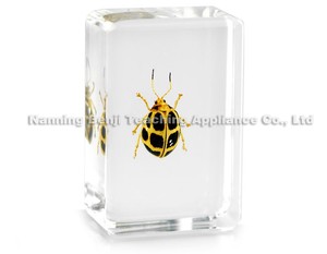 Artigianato in resina trasparente personalizzato veri insetti scarabeo a braccio lungo <span class=keywords><strong>e</strong></span> campione acrilico in resina di insetti - Product Image 2