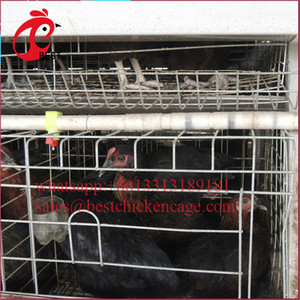 Nouvelle conception de cage d'élevage de volailles de type H, poulailler à 3 niveaux, cages à batterie pour <span class=keywords><strong>poules</strong></span> <span class=keywords><strong>pondeuses</strong></span>, vente en Algérie à bas prix - Product Image 3