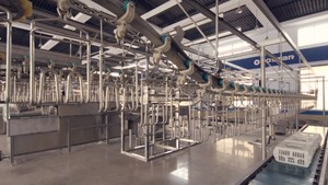 Meilleure Qualité En Acier Inoxydable halal canard abattoir volailles abattoir équipement/canard abattage équipements - Product Image 6