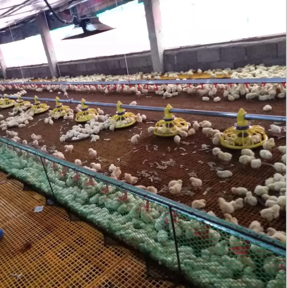 Rendah Harga Terowongan Ventilasi Broiler Rumah Peternakan Unggas Desain UEA Ayam Unggas Pertanian Peralatan untuk Dijual