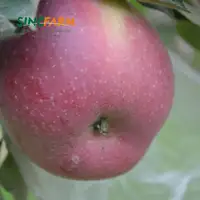 벌크 레드 맛있는 신선한 후지 사과
