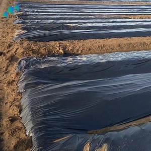 Film de <span class=keywords><strong>paillage</strong></span> agricole noir en plastique argenté pour fraises avec trous de plantation - Product Image 3