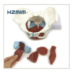 Weibliches Becken modell mit Muskeln und Organen Becken Anatomisches Skelett modell - Product Image 6