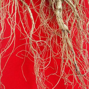 Amostra grátis de Raiz de <span class=keywords><strong>Ginseng</strong></span> Selvagem <span class=keywords><strong>Ginseng</strong></span> Selvagem Da Montanha - Product Image 4