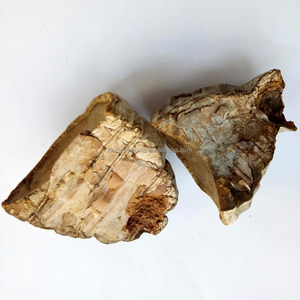 Fomos secos salvajes, <span class=keywords><strong>hongos</strong></span> tinder, novedad, recolectados - Product Image 4