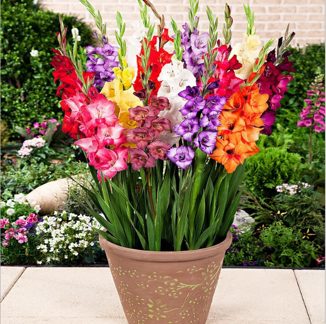 Einzelstngel Knstliche Weie Gladiolen Anti-Echte Plastikblumen  Mehrfarbiger Dekorativer Strau| Alibaba.com