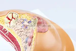 여성 유방 모델 유방 해부 모델