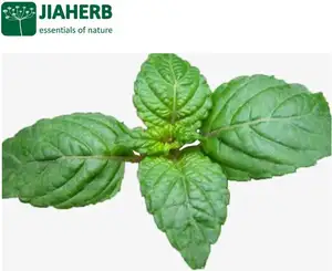 JIAHERB18年6工場は100% 純粋な天然植物エキスを提供しますMesonaChinensisエキス10-1 Mesona Chinensis benth