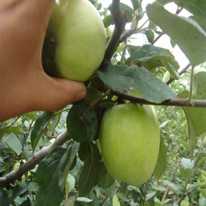 <span class=keywords><strong>Tipos</strong></span> <span class=keywords><strong>de</strong></span> manzanas verdes - Product Image 1