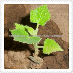 <span class=keywords><strong>Semillas</strong></span> <span class=keywords><strong>Paulownia</strong></span> Chinos - Product Image 4