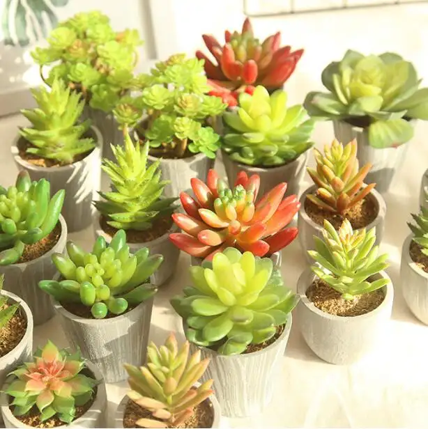 Mini Künstliche Pflanzen leben Sukkulenten mit Topf tropischen Pflanzen künstliche Blumen