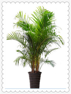 Maison décorative bonsaï plante <span class=keywords><strong>en</strong></span> <span class=keywords><strong>pot</strong></span> artificielle Areca palm - Product Image 5