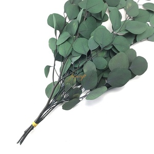 Foglie Verdi per Decorazione, Eucalipto Essiccato, Pianta da Tavolo - Product Image 3