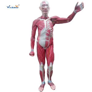 Modèle <span class=keywords><strong>musculaire</strong></span> du <span class=keywords><strong>corps</strong></span> entier pour l'orthopédie, la physiothérapie, l'enseignement en laboratoire d'anatomie, équipement pédagogique médical CE/ISO/ROHS/CNAS - Product Image 1