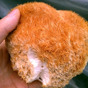 Detan सुपर प्रीमियम बनाने का कारखाना सूखे Hericium Erinaceus मशरूम - Product Image 4