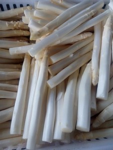 Asparagi Bianchi Surgelati IQF in Confezione da 1kg o su Richiesta del Cliente 10 Kg Asparagi Freschi Tipici Surgelati IQF - Product Image 5