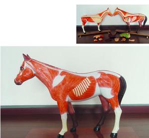 動物鍼治療モデル、犬猫馬牛動物骨格解剖学モデル - Product Image 4