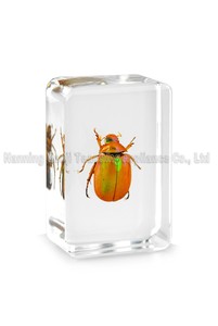 Artigianato in resina trasparente personalizzato veri insetti scarabeo a braccio lungo <span class=keywords><strong>e</strong></span> campione acrilico in resina di insetti - Product Image 3