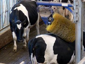 Gran granja, precio de cepillo de <span class=keywords><strong>vaca</strong></span>, piezas de cepillo de <span class=keywords><strong>vaca</strong></span>, cepillo de <span class=keywords><strong>vaca</strong></span> a la <span class=keywords><strong>venta</strong></span> - Product Image 5