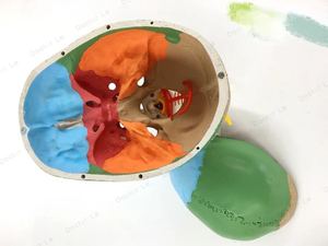 Mô Hình Đầu Lâu Đầy Màu Sắc Đào Tạo Y Tế Giải Phẫu Và Nghiên Cứu - Product Image 4