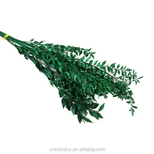 ใบพืชจริงนิรันดร์ใบสีเขียวที่เก็บรักษาไว้เก็บรักษาไว้ Ruscus Aculeatus