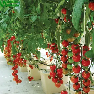 Sebze için hollandalı kova satılık Aquaponics ve bato kovaları