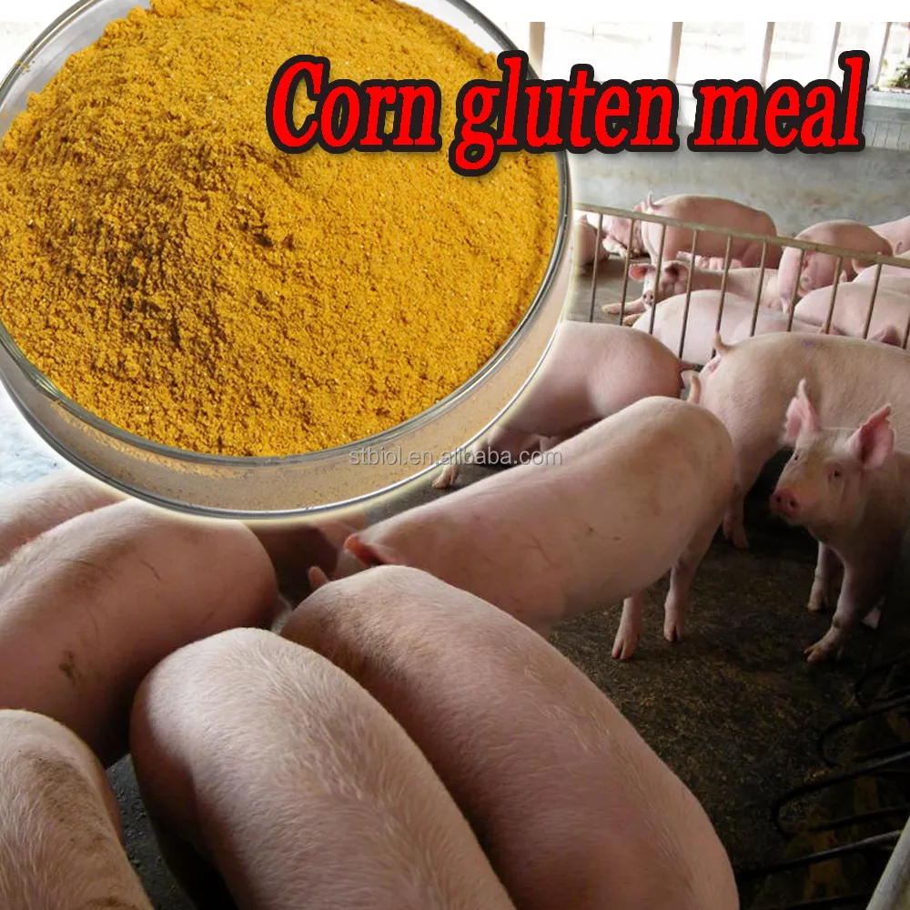 Melhor preço germo de milho para alimentação de animais