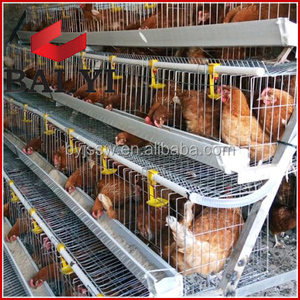 Comercio GARANTÍA DE <span class=keywords><strong>Gamefowl</strong></span> cúpula pluma jaula de pollo para la venta - Product Image 6