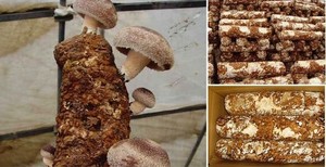 <span class=keywords><strong>Shiitake</strong></span>, ostra, cogumelo reishi madeira/micélio - Product Image 6