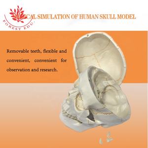 Sutura ósea de estructura médica, modelo de <span class=keywords><strong>cráneo</strong></span> anatómico humano mostrado - Product Image 5