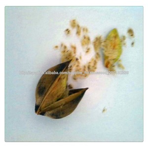 <span class=keywords><strong>Semillas</strong></span> <span class=keywords><strong>Paulownia</strong></span> Chinos - Product Image 2