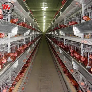 Automatic Advanced H Type Poultry Cage Layer Chicken Coops