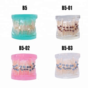 Modèle Standard dents prothèse orthodontique pour l'enseignement - Product Image 4
