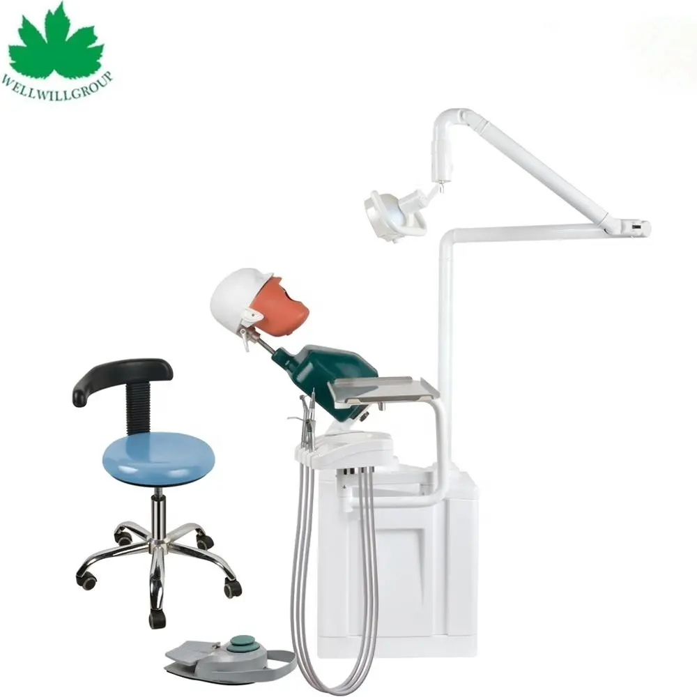 Most Popular Dental Study Model Price