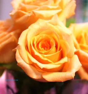 الجملة الورود الطازجة المحفوظة الورود من كونمينغ يونان