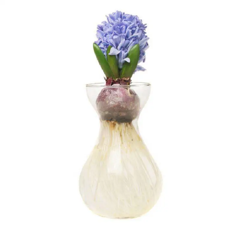 Vaso hidropônico, vaso de flores de vidro moderno para casa, vaso de hyacinth, preço de fábrica colorido