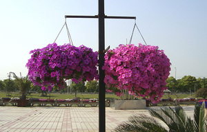 Vertical Garden Systems Cheap <strong>Hanging</strong> Plastic Planter <strong>Basket</strong> Decorative <strong>Indoor</strong> <strong>Hanging</strong> Flower Pot for Garden Wholesale - Product Image 6