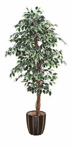 Hight calidad <span class=keywords><strong>ficus</strong></span> microcarpa <span class=keywords><strong>bonsai</strong></span> árboles con <span class=keywords><strong>precio</strong></span> barato - Product Image 4