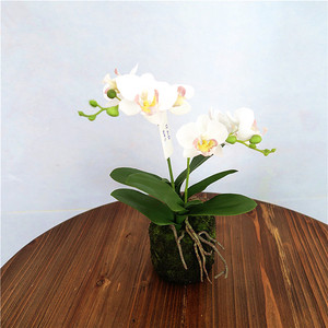 Flor de Margarita de seda orquídea para decoración de interiores, 2019 - Product Image 3