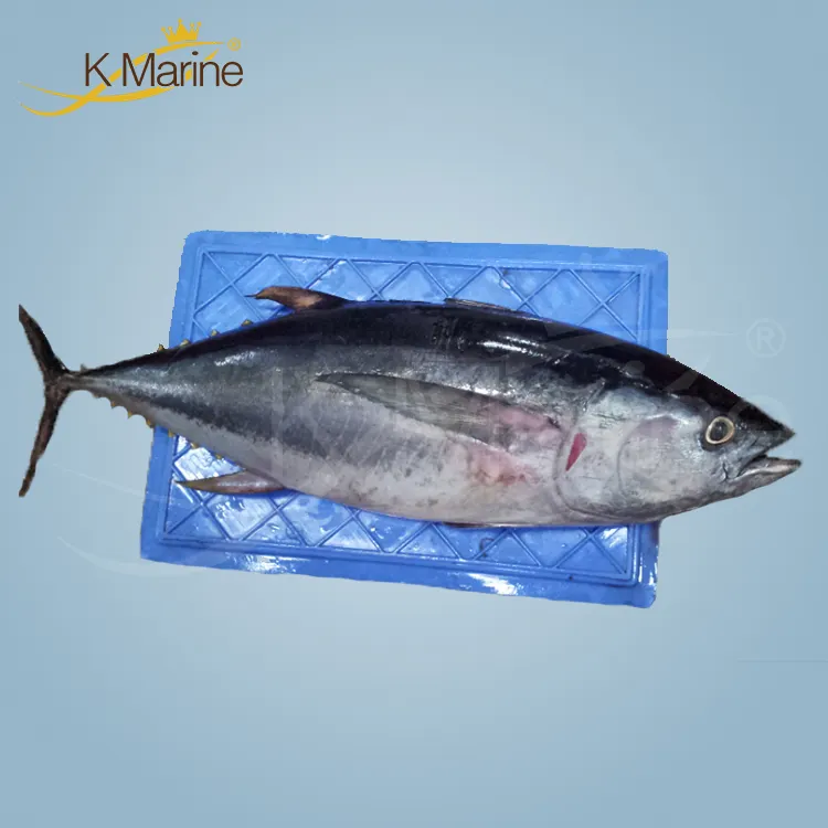 Nomor Lot Tuna Yellowfin Bulat Seluruhnya # Kmw4004