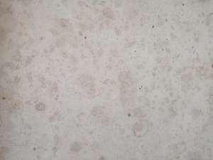 GOLDTOP OEM/ODM Kalkstein kalksteen losas <span class=keywords><strong>Jura</strong></span> Beige allemagne pavés <span class=keywords><strong>de</strong></span> calcaire prix pour carreaux <span class=keywords><strong>de</strong></span> sol - Product Image 4